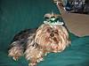 IRISH_DOGS_2_006.jpg