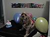 Ruffy_s_3rd_Birthday.jpg Ruffy_s_3rd_Birthday.jpg
