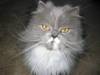 1588Dusty.JPG 1588Dusty.JPG