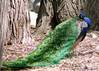 2014ZOO_PEACOCK4.JPG