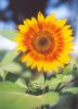 sunflower2 copy.jpg