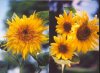 sunflowers copy.jpg