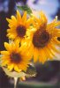 sunflower cluster.jpg