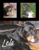 treasureofadog copy.jpg treasureofadog copy.jpg
