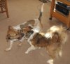 lilly-nicky-playing.jpg lilly-nicky-playing.jpg