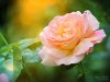 smSignedCorel_Roses_pinkgold1d.jpg