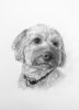 Hand Drawn Pencil Pet Portrait G.jpg