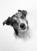 Pencil Pet Portrait Graphite Dog.jpg