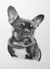 Pencil Pet Portrait Graphite Fre.jpg