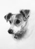 Pencil Pet Portrait Graphite Jac.jpg