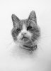 Pencil Pet Portrait Graphite Pencil Cat Drawing.jpg