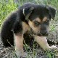 German_Husky