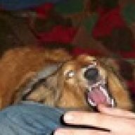 dogsarebetter