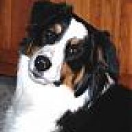 aussie14corgi