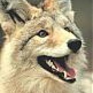 lostcoyote