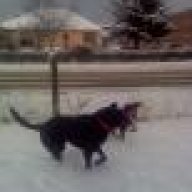 thehoundgirl