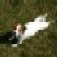 doglover1