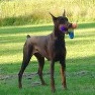 DobeDad