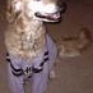TheGoldenRetriever