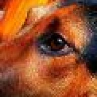 Dogs6
