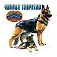 schaferhund