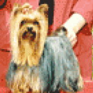 mightymitedoggear