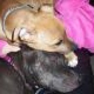 pitbullfriends