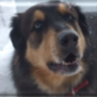 blue_dog
