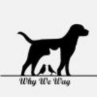 Why We Wag