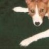 puppyjazz2
