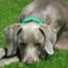 weim83