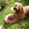 Briard Lover