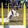 CrazyK9