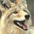 lostcoyote