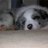 bordercollie22