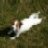 doglover1