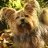 Yorkie Mom