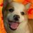Shiba Rawr