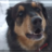 blue_dog