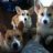 pendragoncorgis