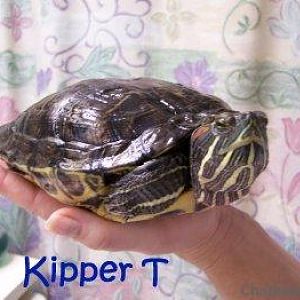 Turtles