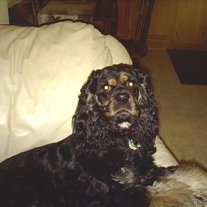 Tucker