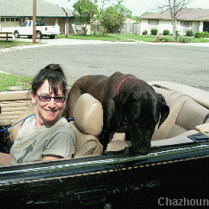 crazyshirley and her pack