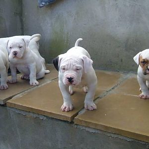 Mitzi's Litter of American Bulldogs