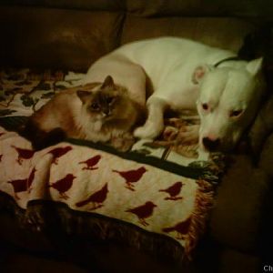 My dog Halfpint