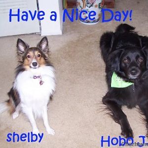 Hobo, Shelby and Friends