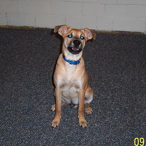 Cody, Austrian Pinscher/Terrier Mix