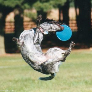 Jumping Jewel The Frisbee Dog