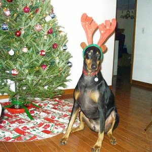 REINDEER DOBE