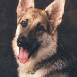 Tess the German Shepherd